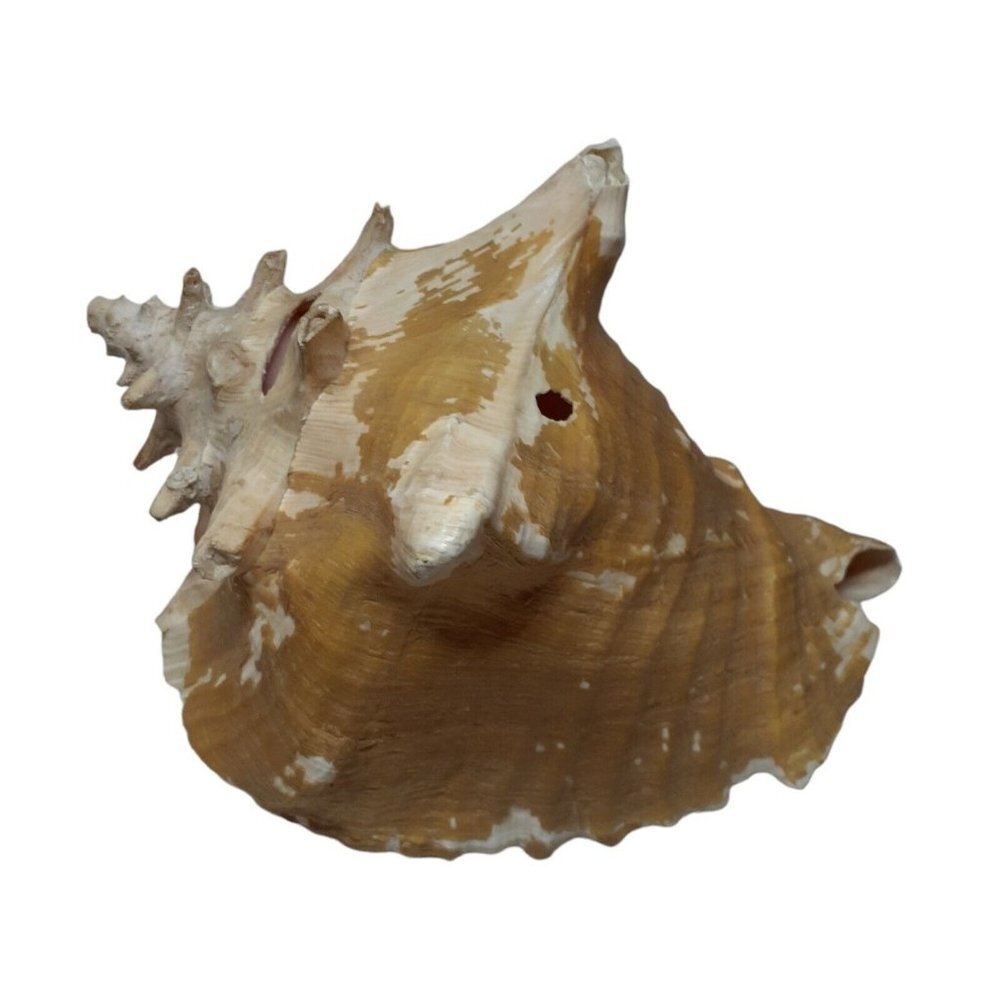 Conch Seashell Ocean Natural Large Weathered Large 8"